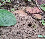 Die meisten – nämlich rund drei Viertel – sind sogenannte Erdnister