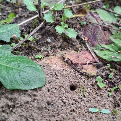 Die meisten – nämlich rund drei Viertel – sind sogenannte Erdnister