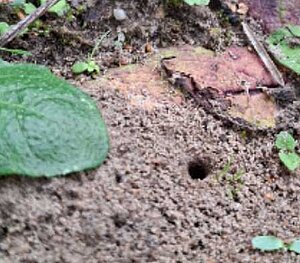 Die meisten – nämlich rund drei Viertel – sind sogenannte Erdnister